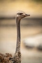 Close-up of female common ostrich in profile Royalty Free Stock Photo