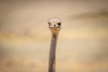 Close-up of female common ostrich in sun Royalty Free Stock Photo