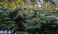 Close-up of female cones on branches of Cedar Tree Cedrus libani or Lebanon Cedar in Massandra park Crimea Royalty Free Stock Photo