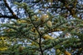 Close-up of female cones on branches of Cedar Tree Cedrus libani or Lebanon Cedar in Massandra park Crimea Royalty Free Stock Photo