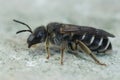 Close up of a female dark colored furrow bee, Halictus maculatus on stone Royalty Free Stock Photo