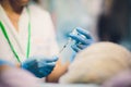 Close up of female doctor`s hands putting on blue sterilized surgical gloves in the office. holding syringe Royalty Free Stock Photo