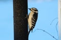 Close up of a female Downy Woodpecker on a bird feeder