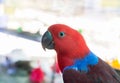 Close up female eclectus parrot Eclectus roratus