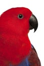 Close up of Female Eclectus Parrot, Eclectus roratus Royalty Free Stock Photo