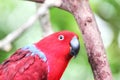 Eclectus Parrot Eclectus Roratus in its Natural Environment