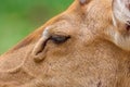 Close-up female Eld`s deer (Rucervus eldii thamin). Royalty Free Stock Photo