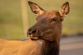Close Up of Female Elk Royalty Free Stock Photo