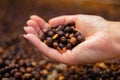 Close-up of female Employee Holding Organic Raw Coffee Beans Royalty Free Stock Photo