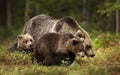 Close up of female Eurasian brown bear and her cubs in boreal forest