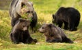 Close up of female Eurasian brown bear and her cubs in boreal forest Royalty Free Stock Photo