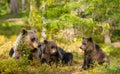 Close up of female Eurasian brown bear and her cubs in boreal forest Royalty Free Stock Photo