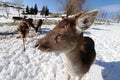 Close up of a female fallow deer in winter in the snow