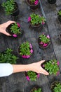 Close up of female farmer examining flowers in greenhouse. Potted blooming plants in greenhouse garden, top view Royalty Free Stock Photo