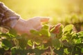 Close up of female farmer hand examining soybean plant leaf