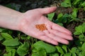 Close up of female farmers hand holding vegetable seeds Royalty Free Stock Photo