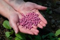 Close up of female farmers hand holding vegetable seeds Royalty Free Stock Photo