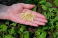 Close up of female farmers hand holding vegetable seeds Royalty Free Stock Photo