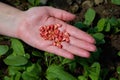 Close up of female farmers hand holding vegetable seeds Royalty Free Stock Photo