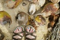 Close up female feet walking on cocoes