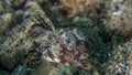 Fingered dragonet, Dactylopus dactylopus Royalty Free Stock Photo