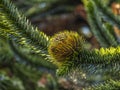 Close Up Of The Female Fruit of the Monkey Puzzle Tree Araucaria araucana Royalty Free Stock Photo