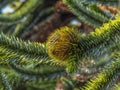 Close Up Of The Female Fruit of the Monkey Puzzle Tree Araucaria araucana Royalty Free Stock Photo