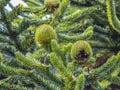 Close Up Of The Female Fruit of the Monkey Puzzle Tree Araucaria araucana Royalty Free Stock Photo