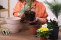 Close up female gardener hands planting dieffenbachia plant and repotting . house plants care