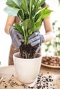 close up of Female gardener hands putting spathiphyllum in flowerpot Royalty Free Stock Photo