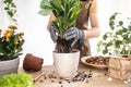 close up of Female gardener hands putting spathiphyllum in flowerpot Royalty Free Stock Photo