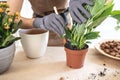 close up of Female gardener hands removes spathiphyllum from flowerpot Royalty Free Stock Photo