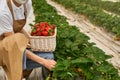 Close up of female gardener in mask picking strawberries