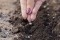 Close up female gardener`s hand planting seed plant in fertile soil in garden Royalty Free Stock Photo