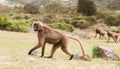 Close up of a female Gelada monkey, Ethiopia