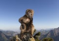 Close up of a female Gelada monkey sitting on a rock