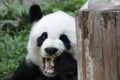 Beautiful Female Panda eating red apple Royalty Free Stock Photo