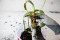Female gloved hands hold an orchid with roots