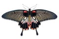 Female Great Mormon Papilio memnon butterfly