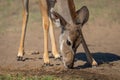 Close-up of female greater kudu bending down Royalty Free Stock Photo