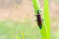 Female green cantharid Royalty Free Stock Photo