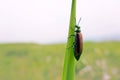 Female green cantharid Royalty Free Stock Photo