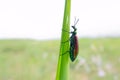 Female green cantharid Royalty Free Stock Photo