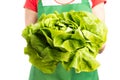 Close-up of female grocery worker holding fresh green lettuce Royalty Free Stock Photo