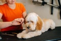 Close-up of female groomer gently cutting head of adorable curly dog Labradoodle by hairdressing scissors for animals in Royalty Free Stock Photo