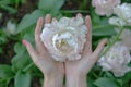 Close-up of female hand holding beautiful fluffy Royalty Free Stock Photo