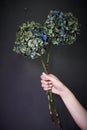 Close-up of a female hand holding a dry hydrangea flower on a gray background, selective focus Royalty Free Stock Photo