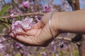 Close up of female hand holding flowering almond tree