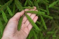 Close up of female hand holding green spruce tree branch Royalty Free Stock Photo