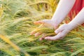 Close up female hand holding green wheat spikelets in the field in sunset light. Agriculture field harvest. Selective Royalty Free Stock Photo